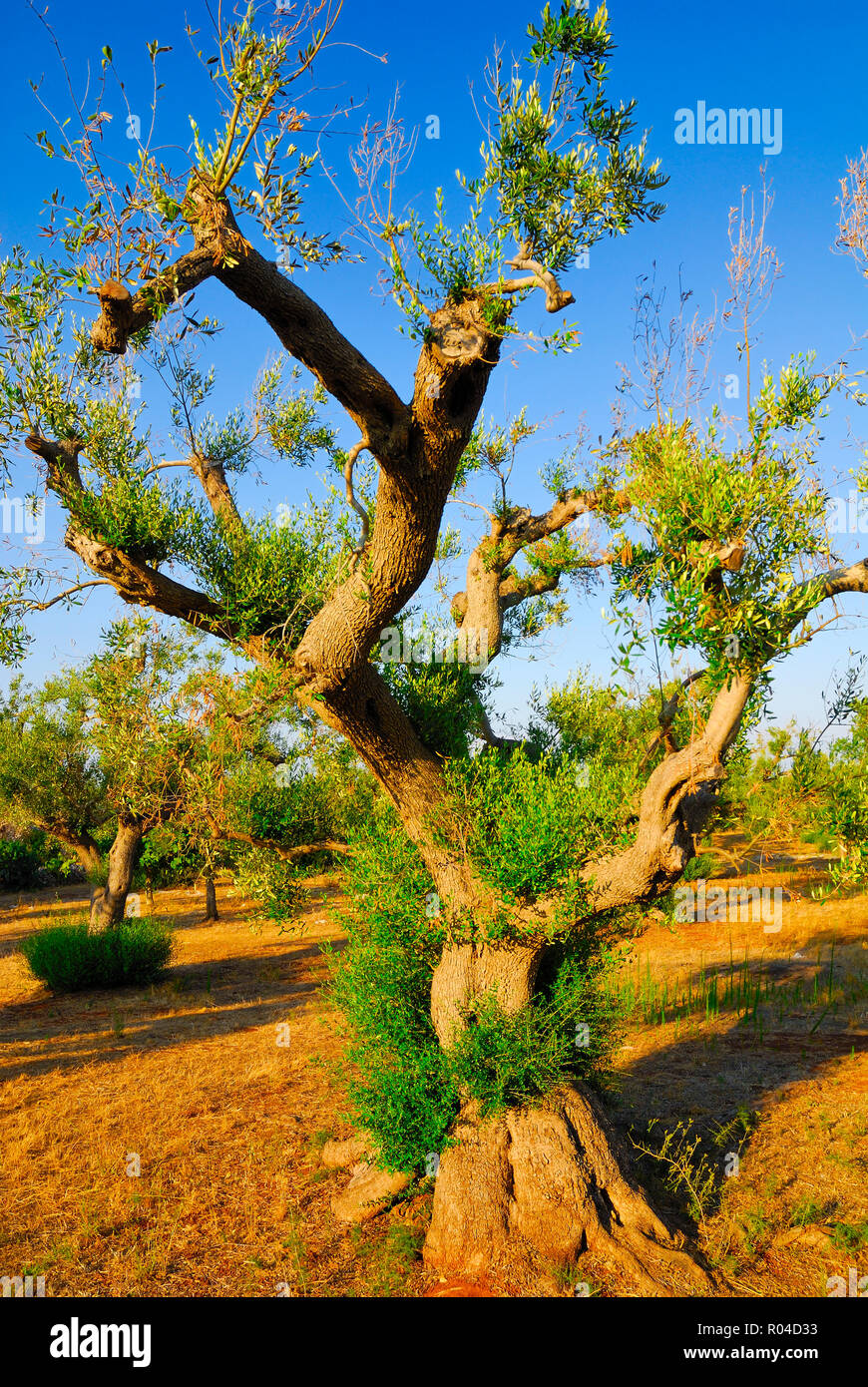 Ancient olive trees of Salento, Apulia, southern Italy Stock Photo - Alamy