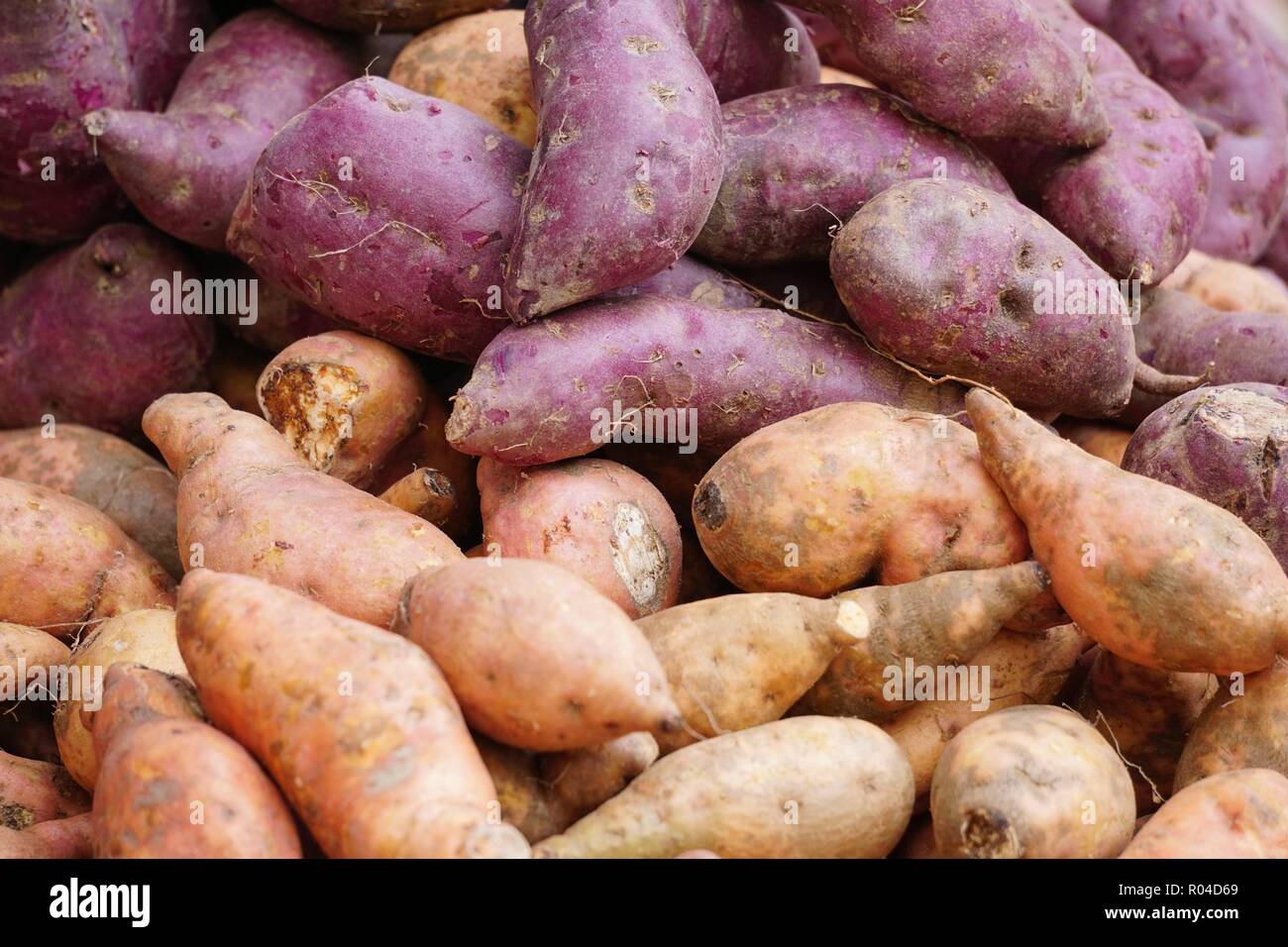 Purple and yellow sweet  potatoes at market display. Stock Photo
