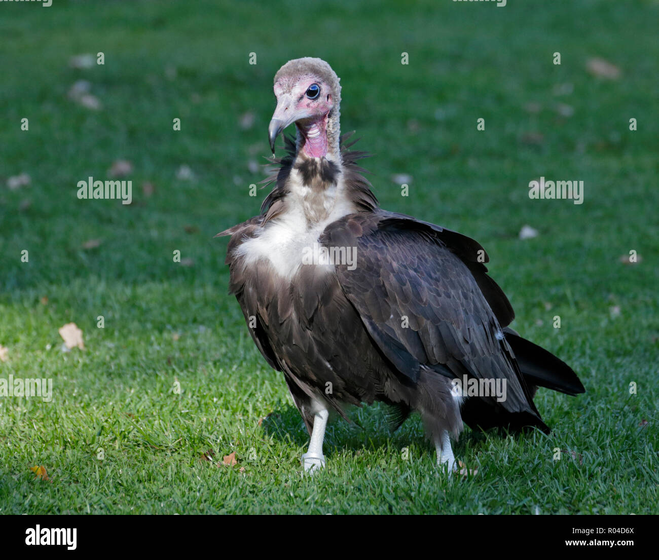 African Hooded Vulture (necrosyrtes monachus Stock Photo - Alamy