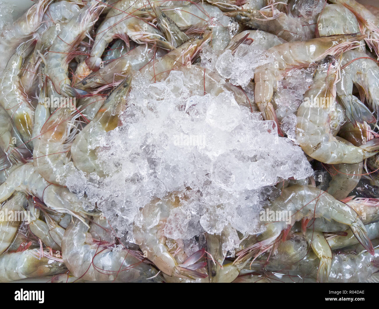 Fresh shrimp pile in the plastic platter with the crushed ice in the local Thai market. Stock Photo