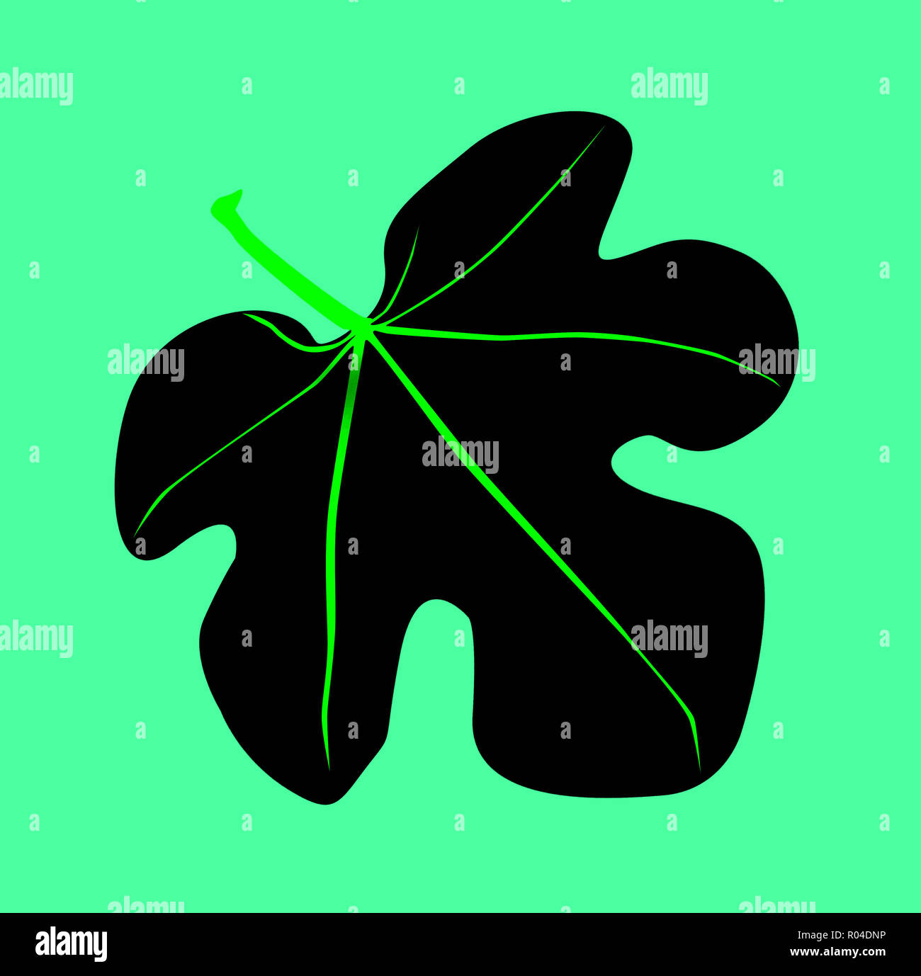 A typical fig leaf as mentioned in the old testament of the Bible Stock