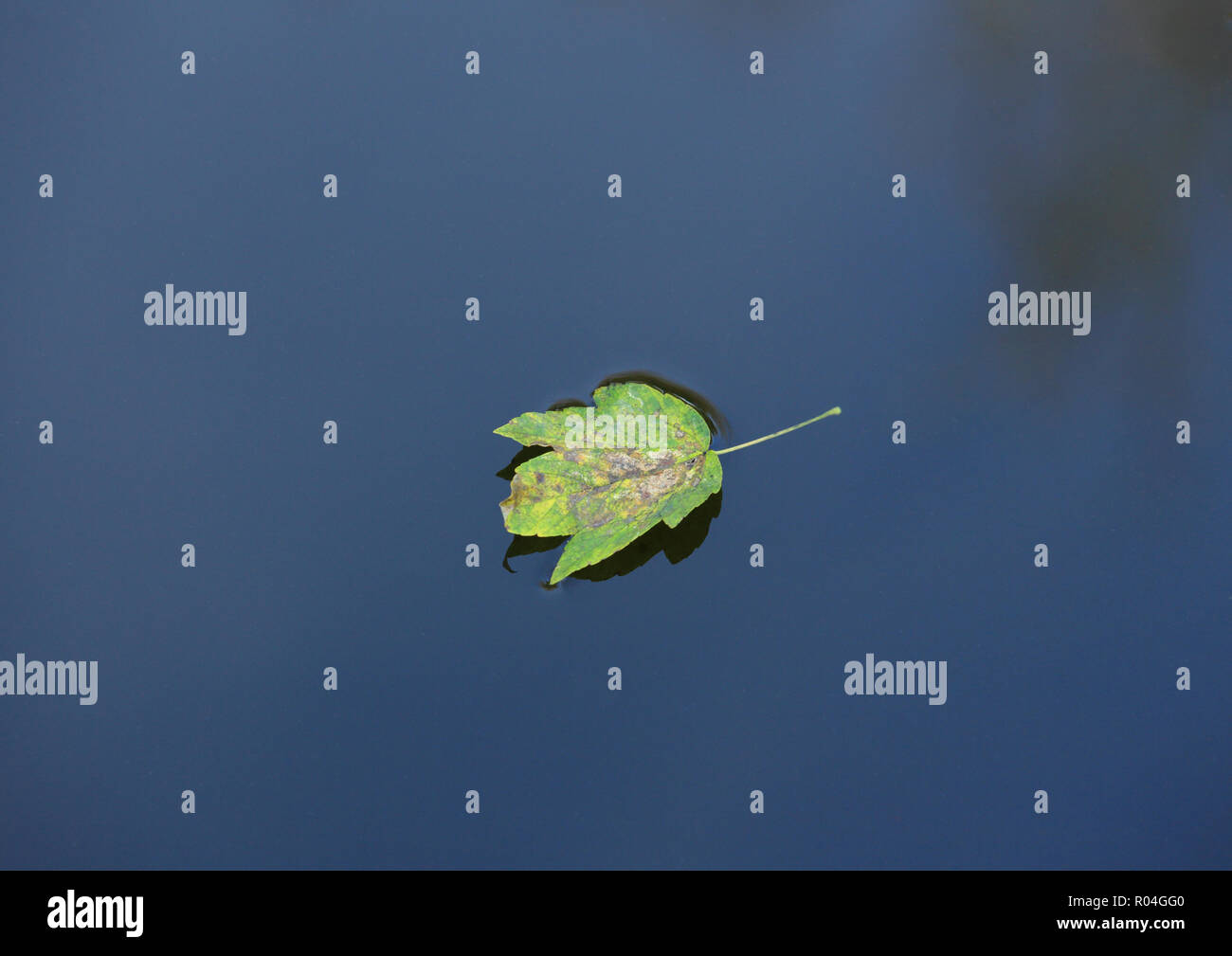 Single autumn leaf floating on still water Stock Photo - Alamy