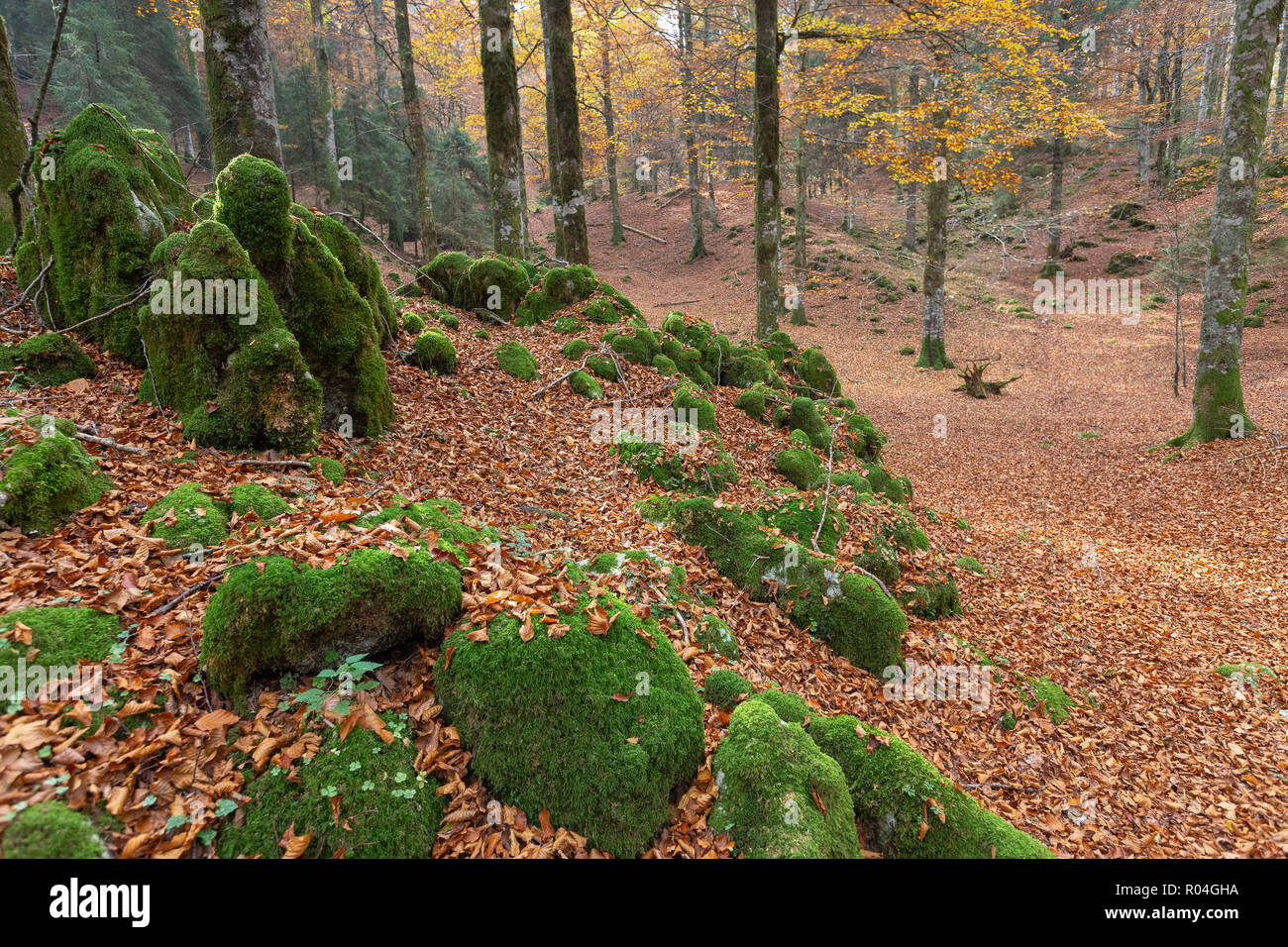 The Cansiglio forest. Woodland, rocks covered with moss. Autumn season. Prealpi Venete. Italy. Europe. Stock Photo