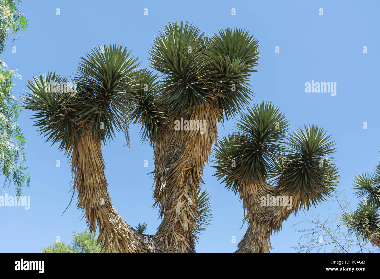 yucca desert plants Mexico Stock Photo