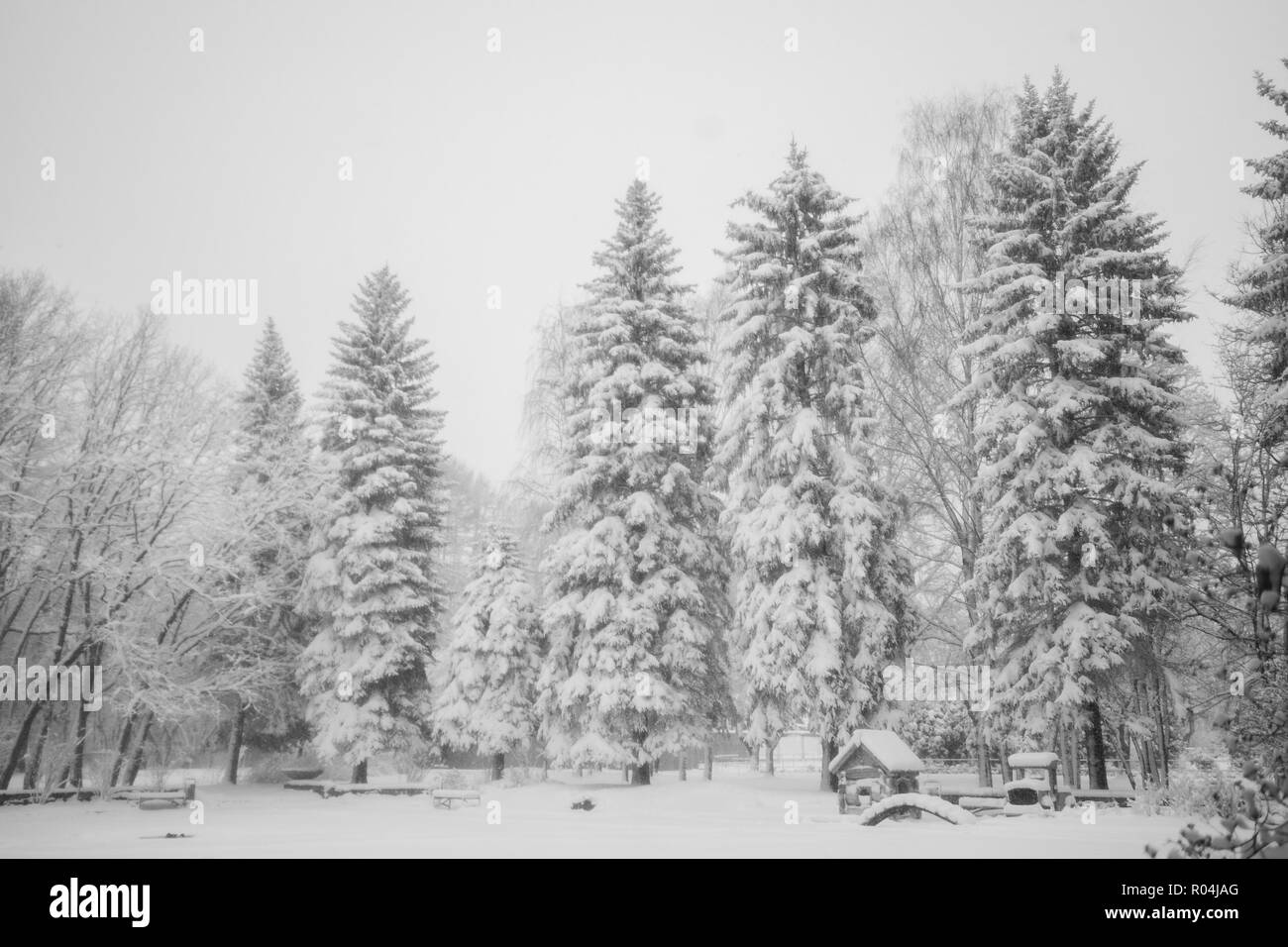 Snow-covered high spruce in town park. Natural black and white winter snowy background. Stock Photo