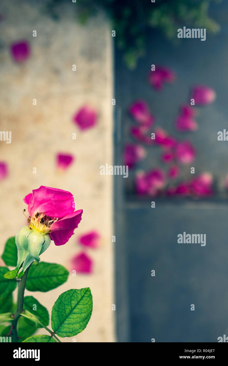 Petals falling from pink rose on garden steps Stock Photo Alamy