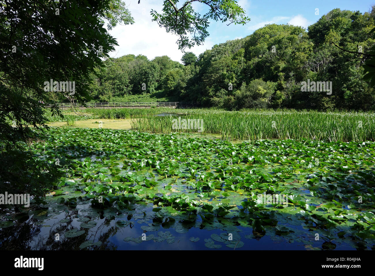 Bosherston water lilies hi-res stock photography and images - Alamy