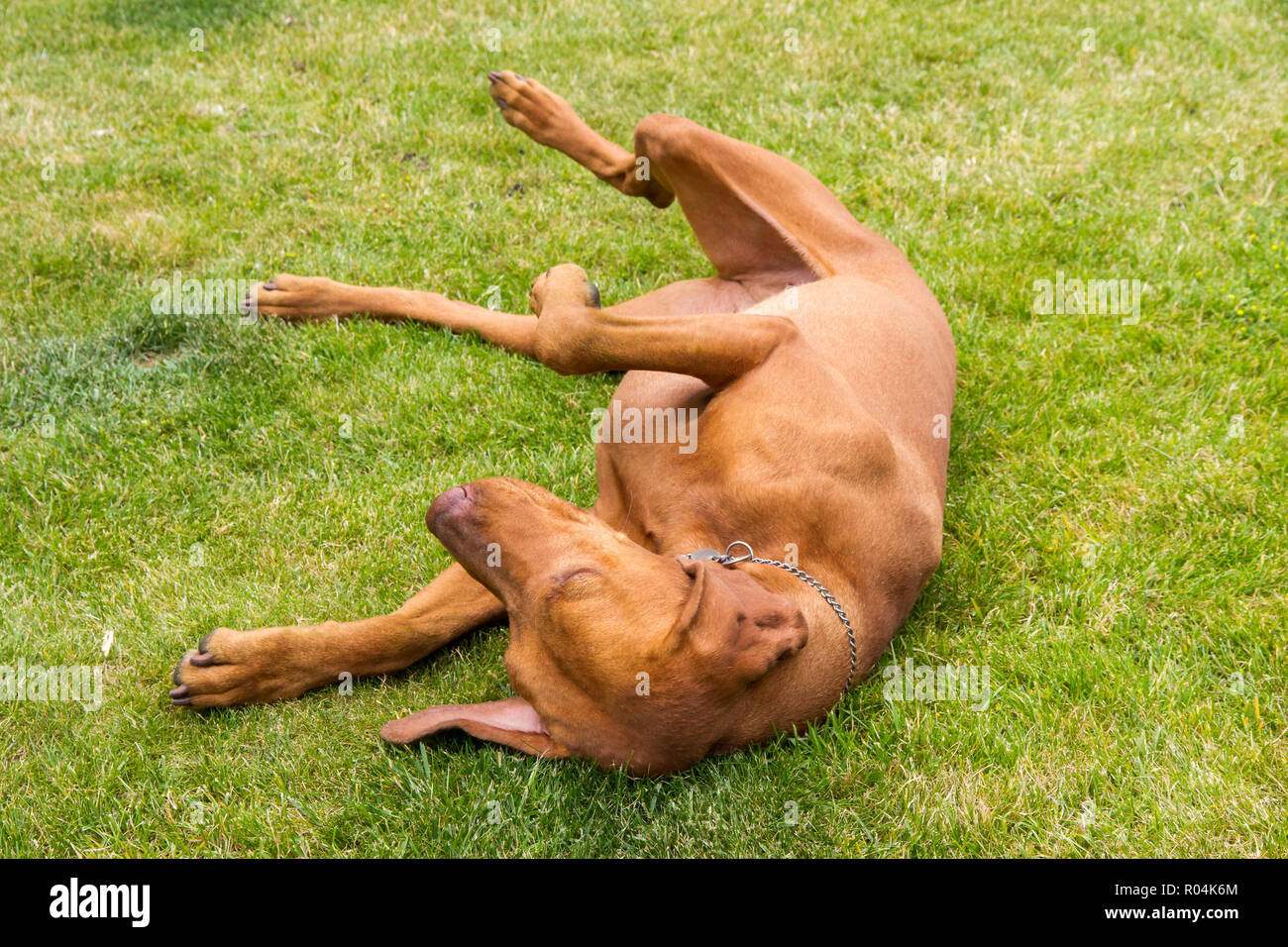 Hungarian Vizsla Puppy Stock Photo