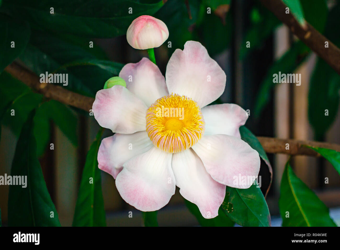 Gustavia gracillima, White gustavia, White lotus flower at home. Stock Photo
