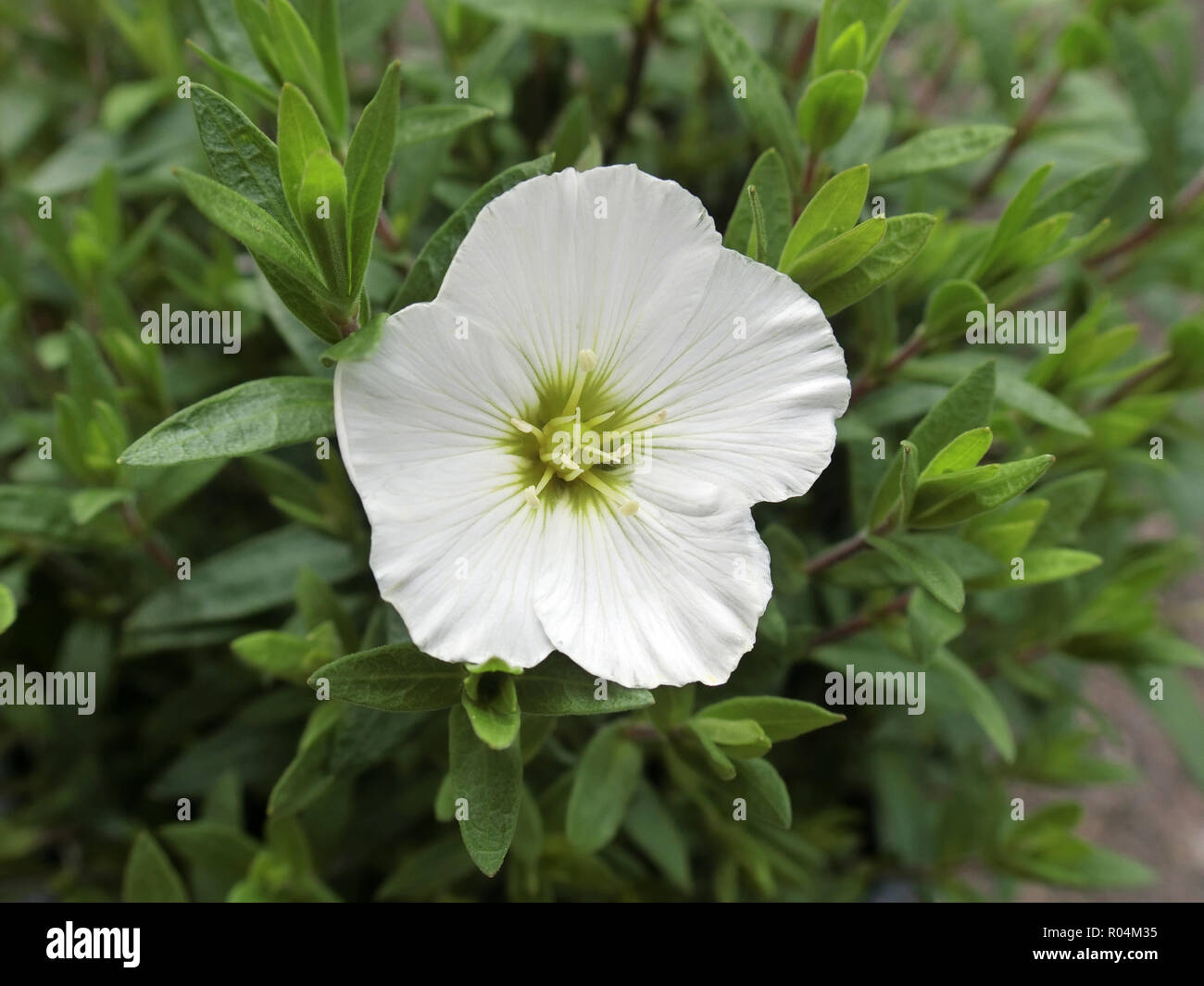 Arenaria montana ( Mountain Daisy or Mountain Sandwort ) in Flower Stock Photo