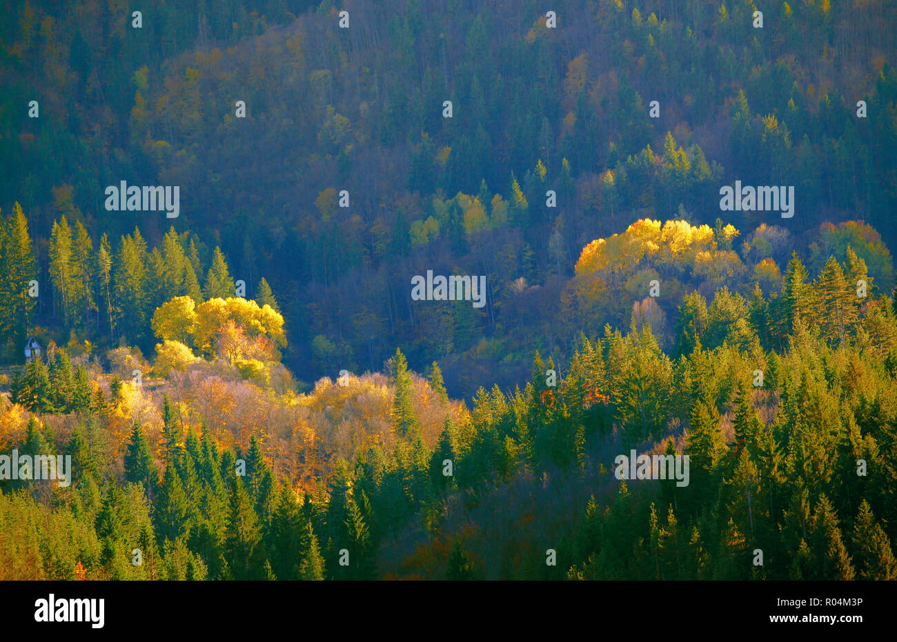 Autumn color mixed forest. Stock Photo