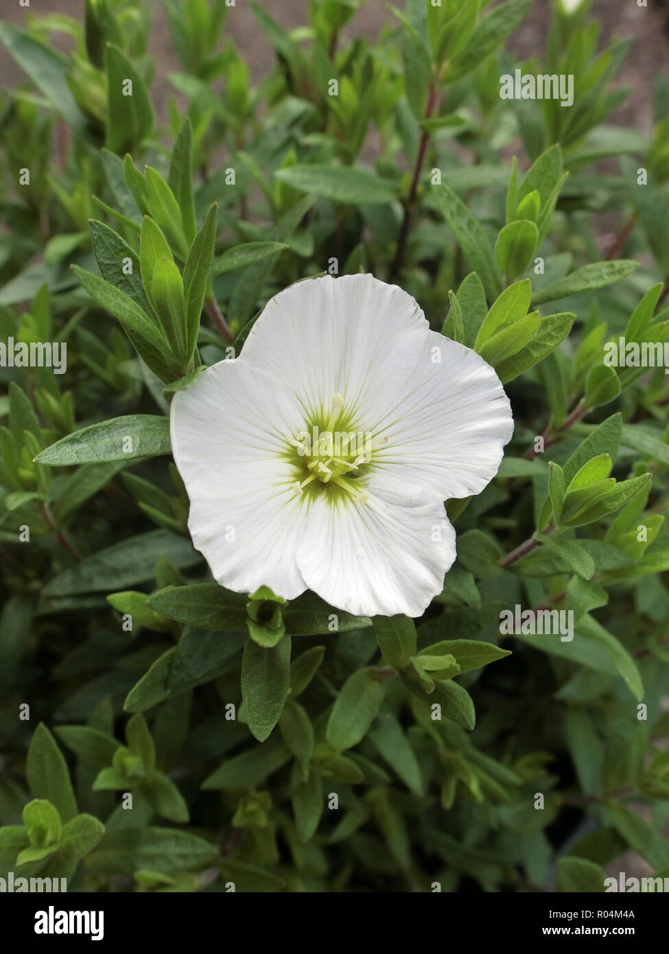 Arenaria montana ( Mountain Daisy or Mountain Sandwort ) in Flower Stock Photo