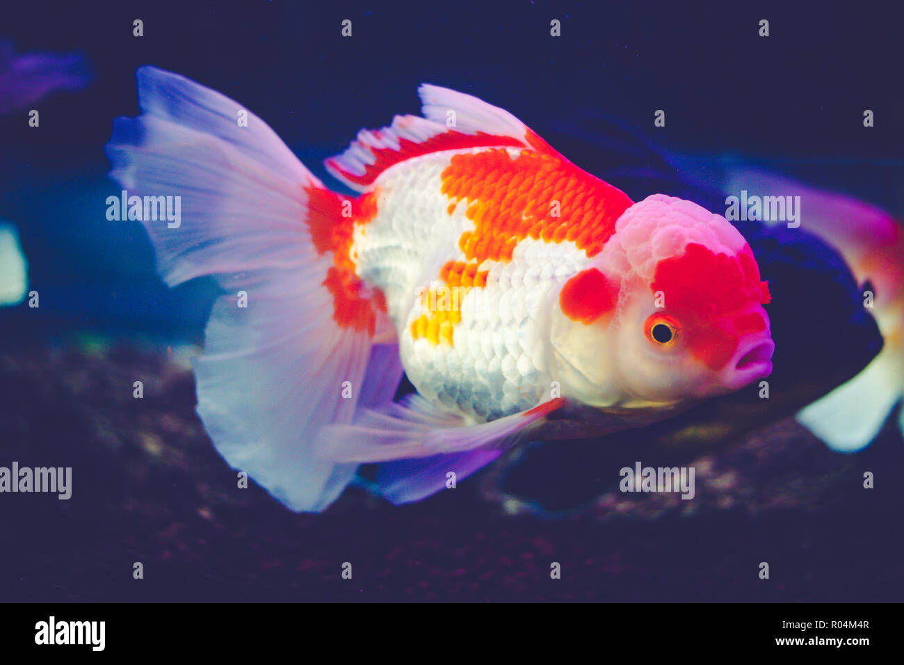 View of Goldfish in a glass cabinet, one of most popular pet is goldfish Stock ...