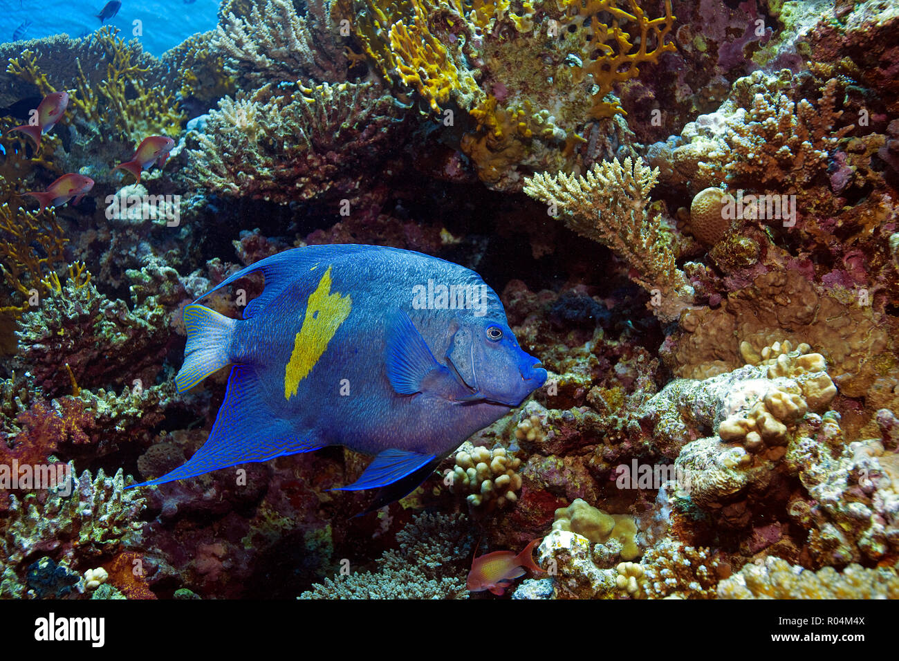 Arabischer Kaiserfisch (Pomacanthus maculosus), Marsa Alam, Ägypten | Yellowbar Angelfish (Pomacanthus maculosus), Marsa Alam, Egypt Stock Photo