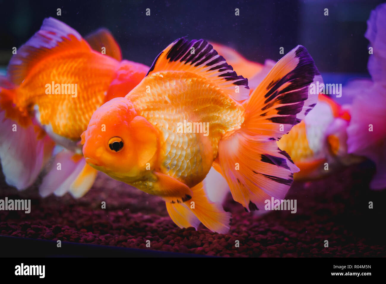 View of Goldfish in a glass cabinet, one of most popular pet is goldfish Stock ...