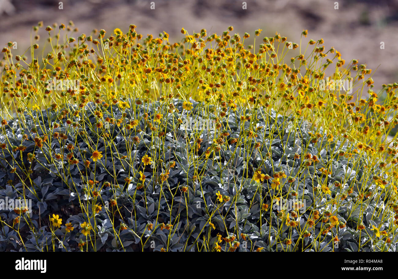 yellow flowers and stems of brittlebush (Encelia farinosa Stock Photo