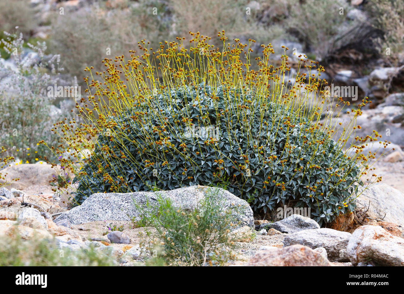 yellow flowers and stems of brittlebush (Encelia farinosa Stock Photo