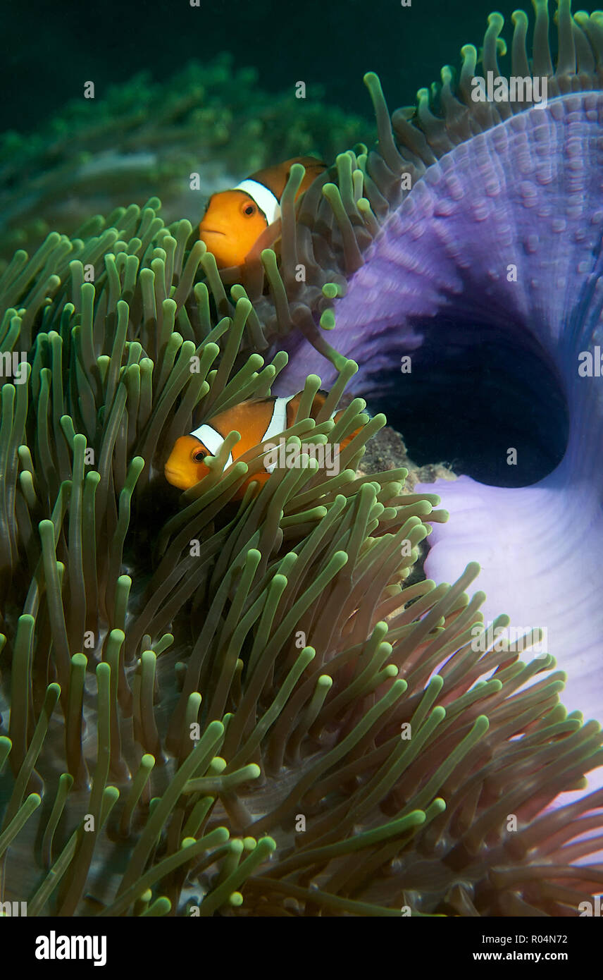 Pair of False Clownfish off Koh Phi Phi Don, Thailand Stock Photo