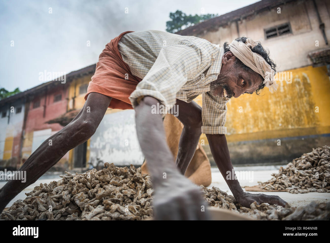Sorting ginger at a market in Fort Kochi (Cochin), Kerala, India, Asia