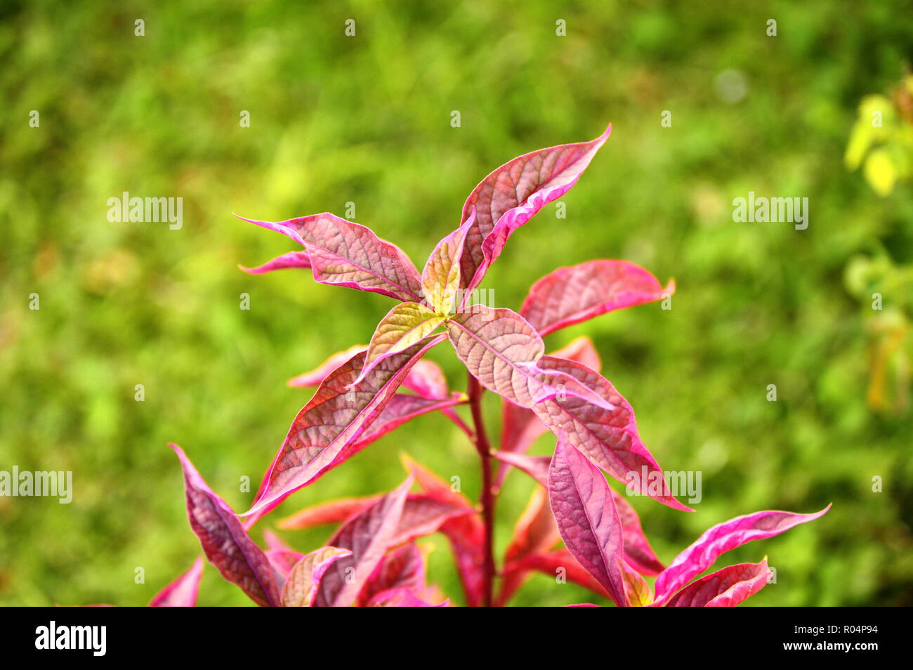 Herbsts Bloodleaf, Iresine herbstii plant Stock Photo
