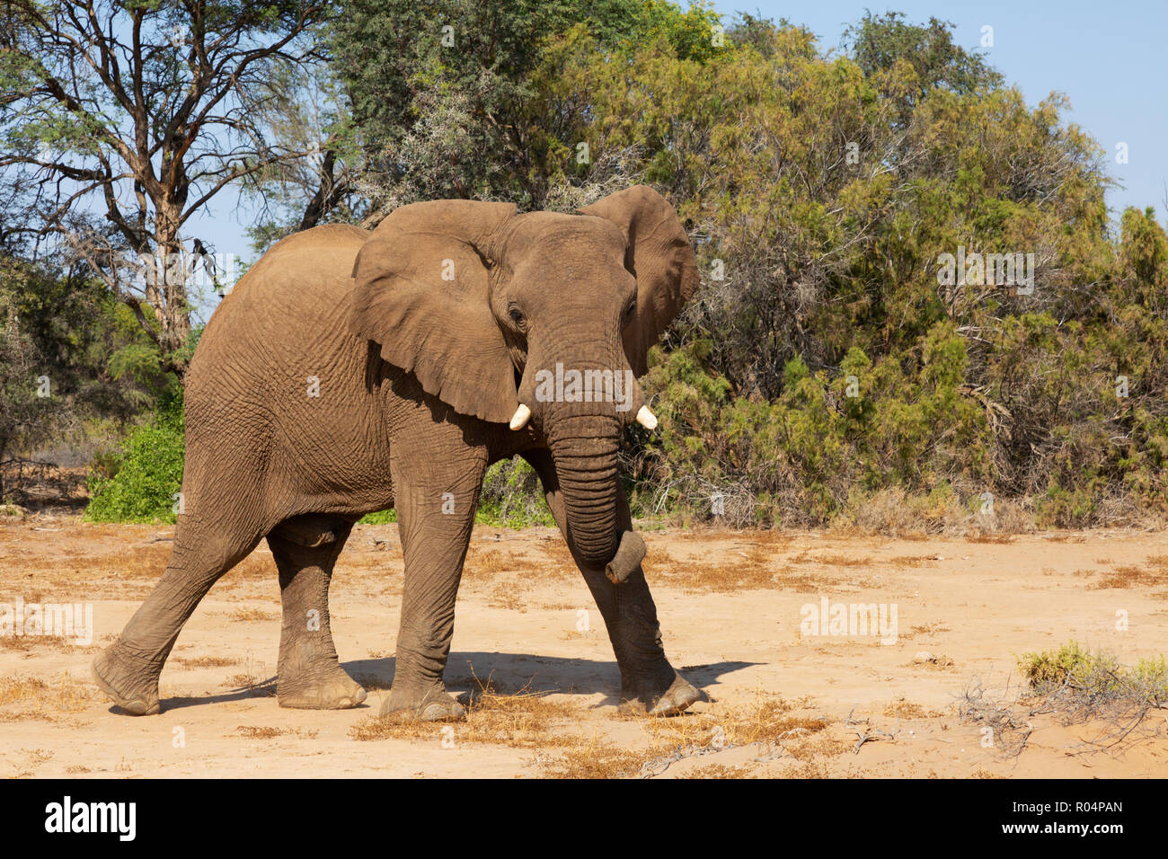 Namibia elephant - a single male desert elephant, Haub river bed, Damaraland, Namibia Africa Stock Photo