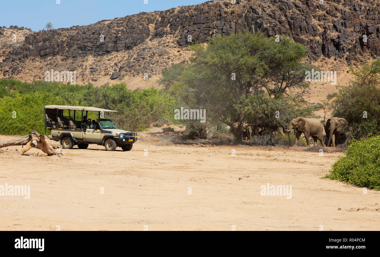 Namibia safari - jeep safari to see Desert elephants, Haub River bed, Damaraland, Namibia Afrca Stock Photo