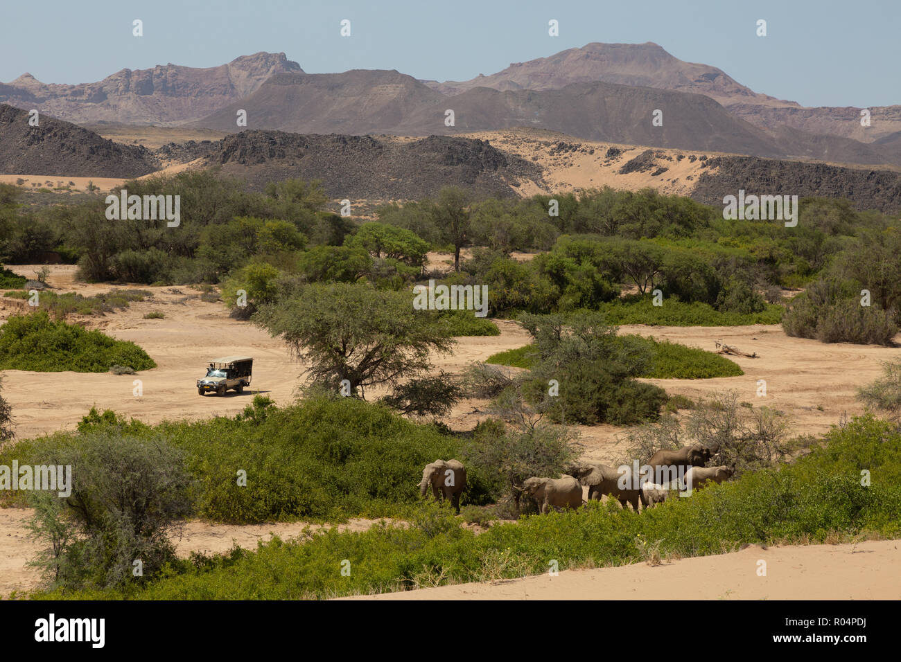 Namibia safari - jeep safari to see Desert elephants, Haub River bed, Damaraland, Namibia Afrca Stock Photo