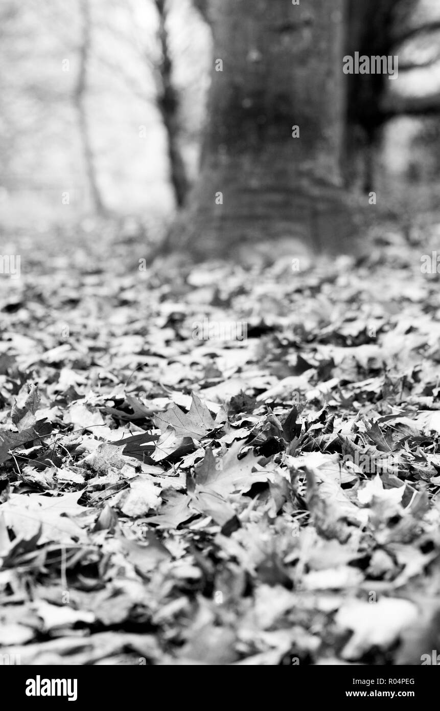 Autumn leaves Warren Hill, Washington, West Sussex UK Stock Photo Alamy