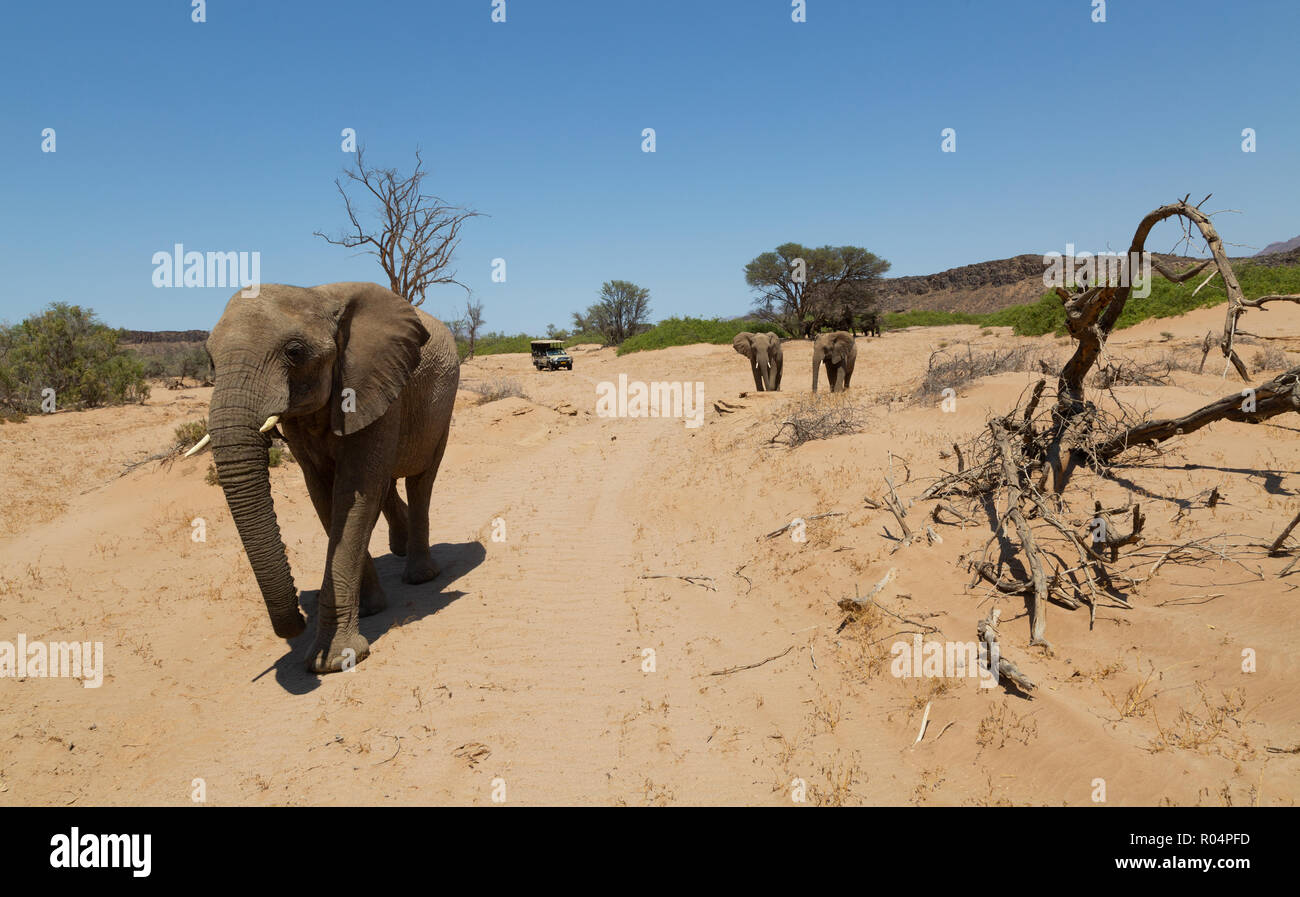 Namibia safari - jeep safari to see Desert elephants, Haub River bed, Damaraland, Namibia Afrca Stock Photo