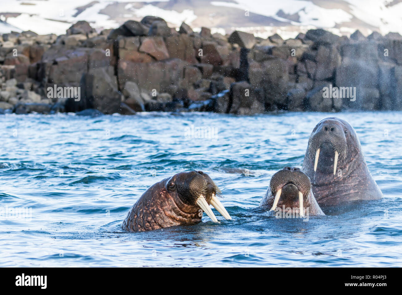 Adult male Atlantic walrus (Odobenus rosmarus rosmarus), Kapp Lee, Edgeoya, Svalbard Archipelago, Arctic, Norway, Europe Stock Photo
