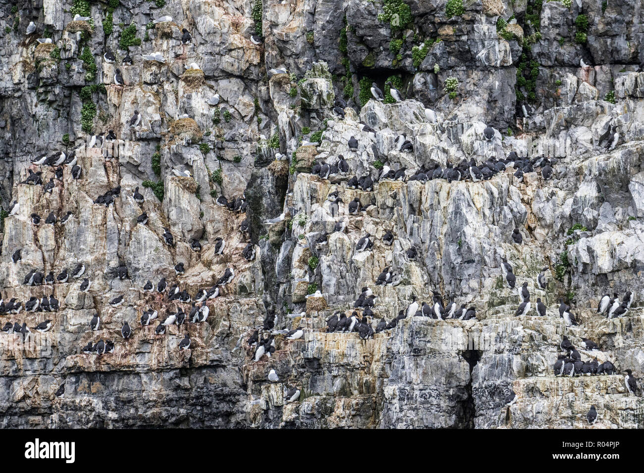 A common guillemot (Uria aalge) breeding colony on the cliffs of Bjornoya, Svalbard Archipelago, Arctic, Norway, Europe Stock Photo