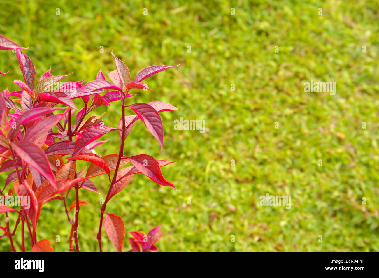 Herbsts Bloodleaf, Iresine herbstii plant Stock Photo