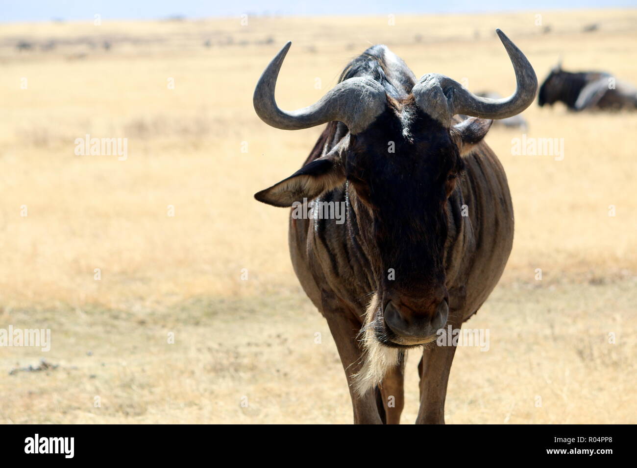 A wildebeest stares into the camera in Tanzania, daring the photographer to come closer Stock Photo