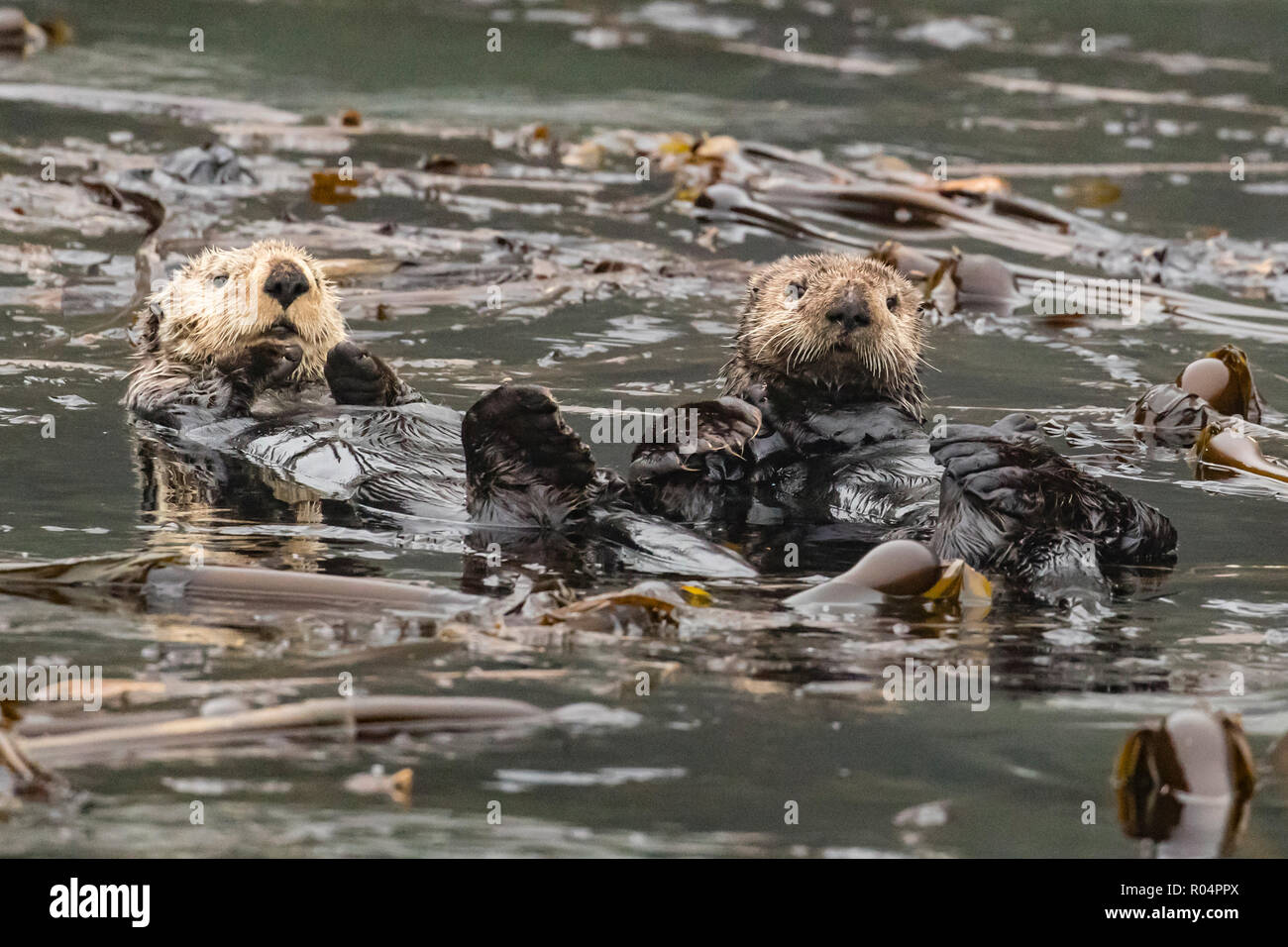 Adult sea otters (Enhydra lutris kenyoni) preening in the Inian Islands, Southeast Alaska, United States of America, North America Stock Photo