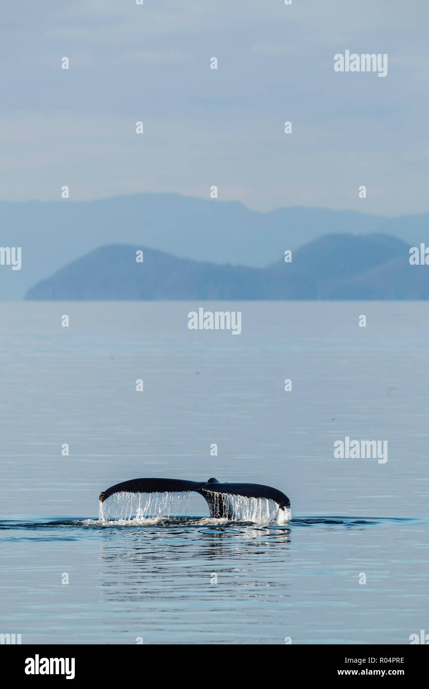 Adult humpback whale (Megaptera novaeangliae), flukes-up dive in Stephen's Passage, Southeast Alaska, United States of America, North America Stock Photo