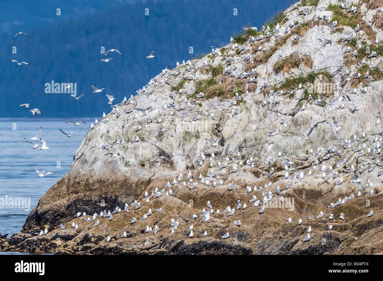 Adult blacklegged kittiwakes (Rissa tridactyla), South Marble Islands, Glacier Bay National