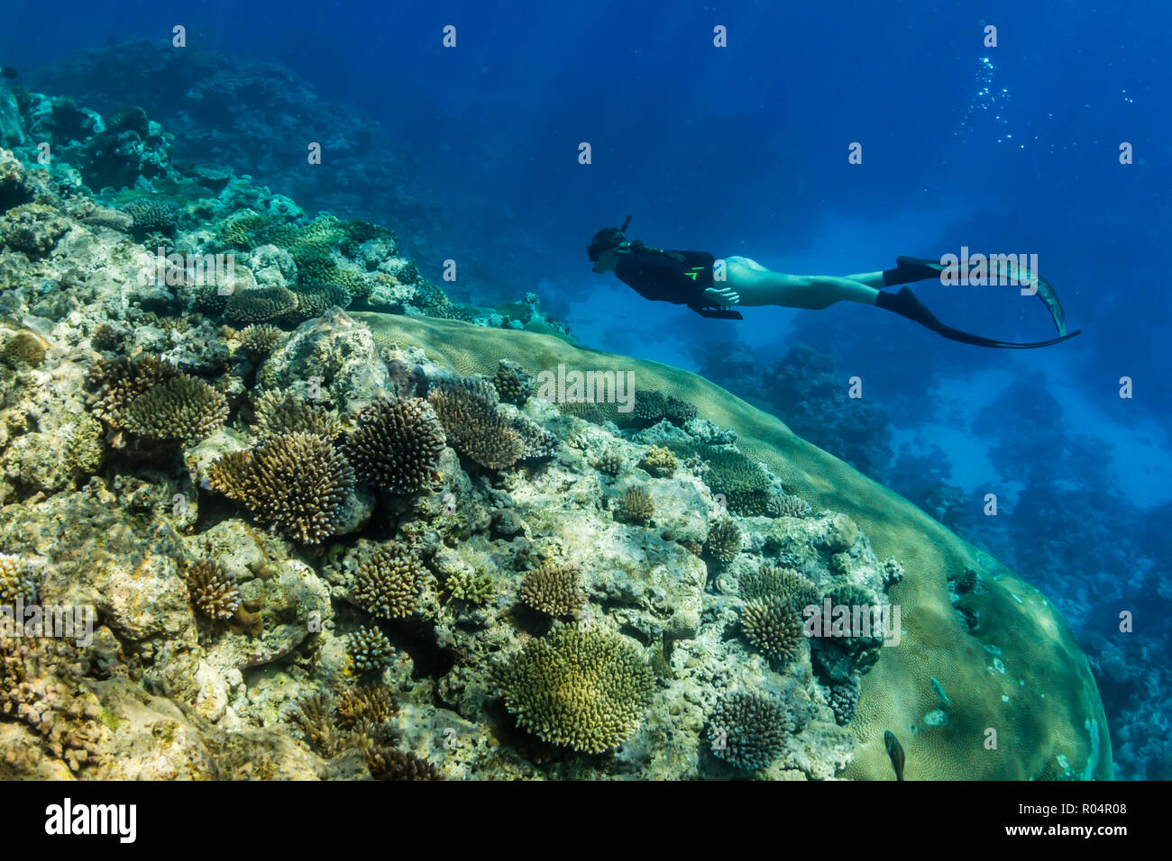 Snorkeling the pristine reefs on the remote Island of Alofi in The French Territory of Wallis and Futuna Islands, South Pacific Islands, Pacific Stock Photo
