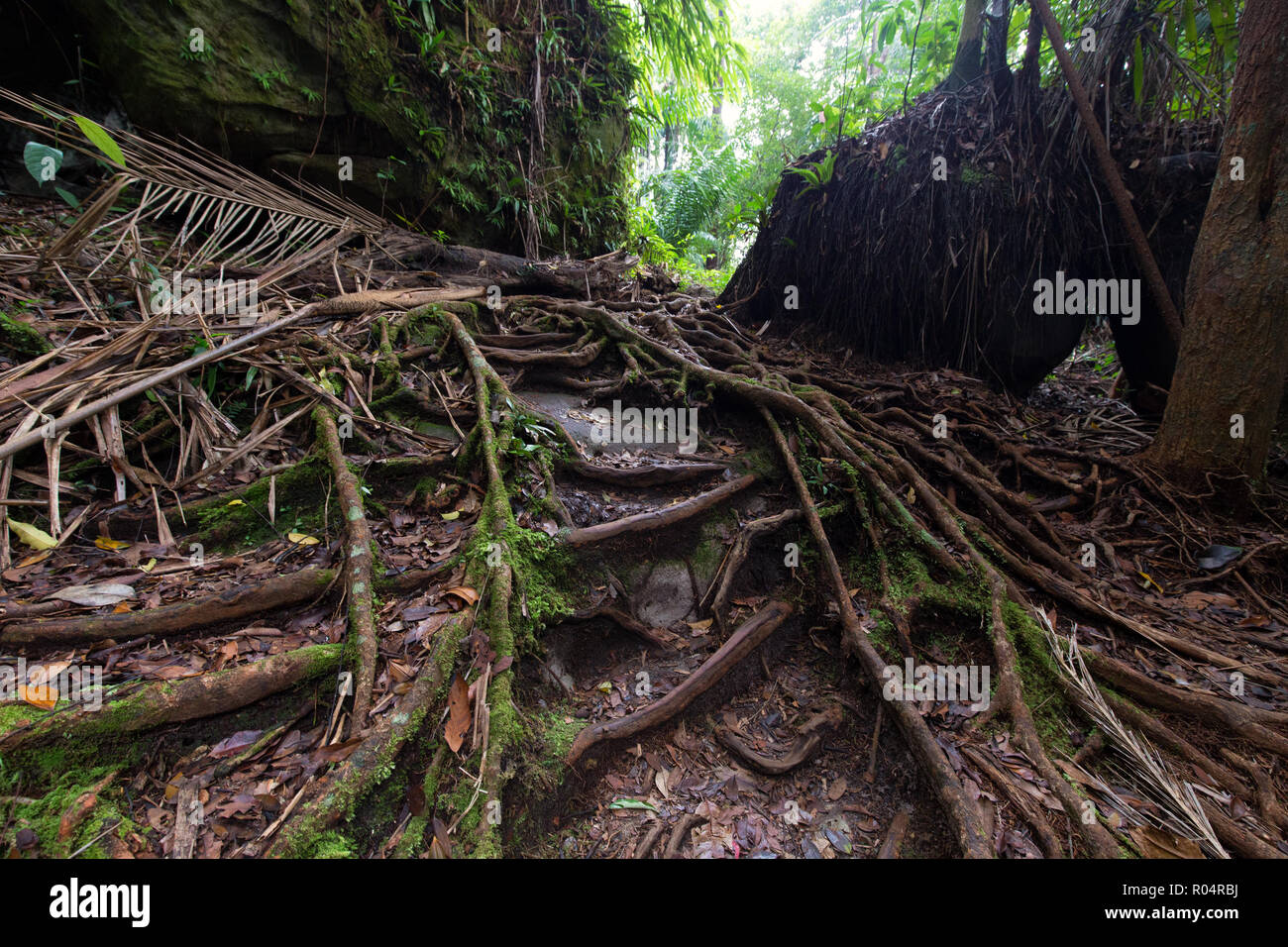 Fig tree roots in the deep jungle of Bako, Malaysia, Borneo Stock Photo