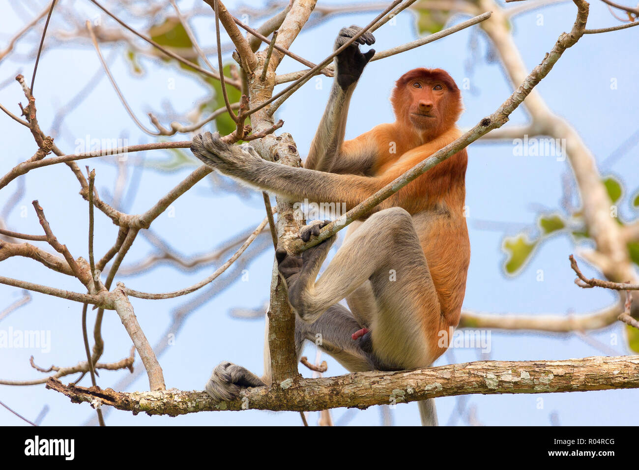 Proboscis monkey climbing tree branches in the wild Borneo jungle Stock