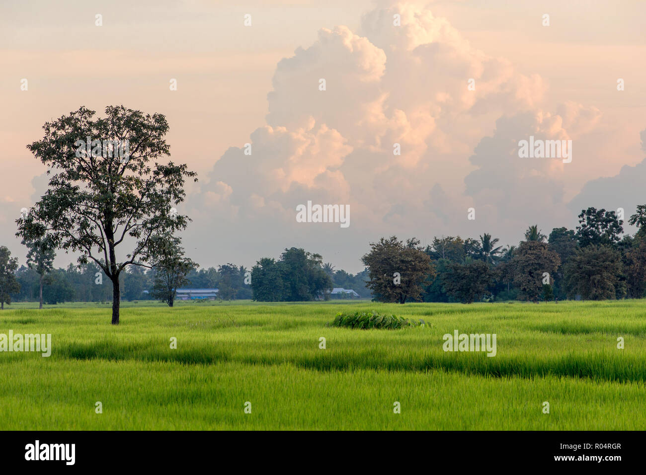 Thai rice field at dusk during the monsoon season in Buriram province Stock Photo