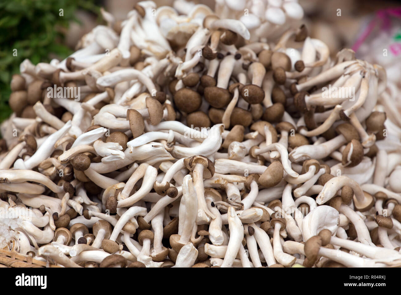 Tropical mushrooms used for Thai food displayed on a market stall . Stock Photo