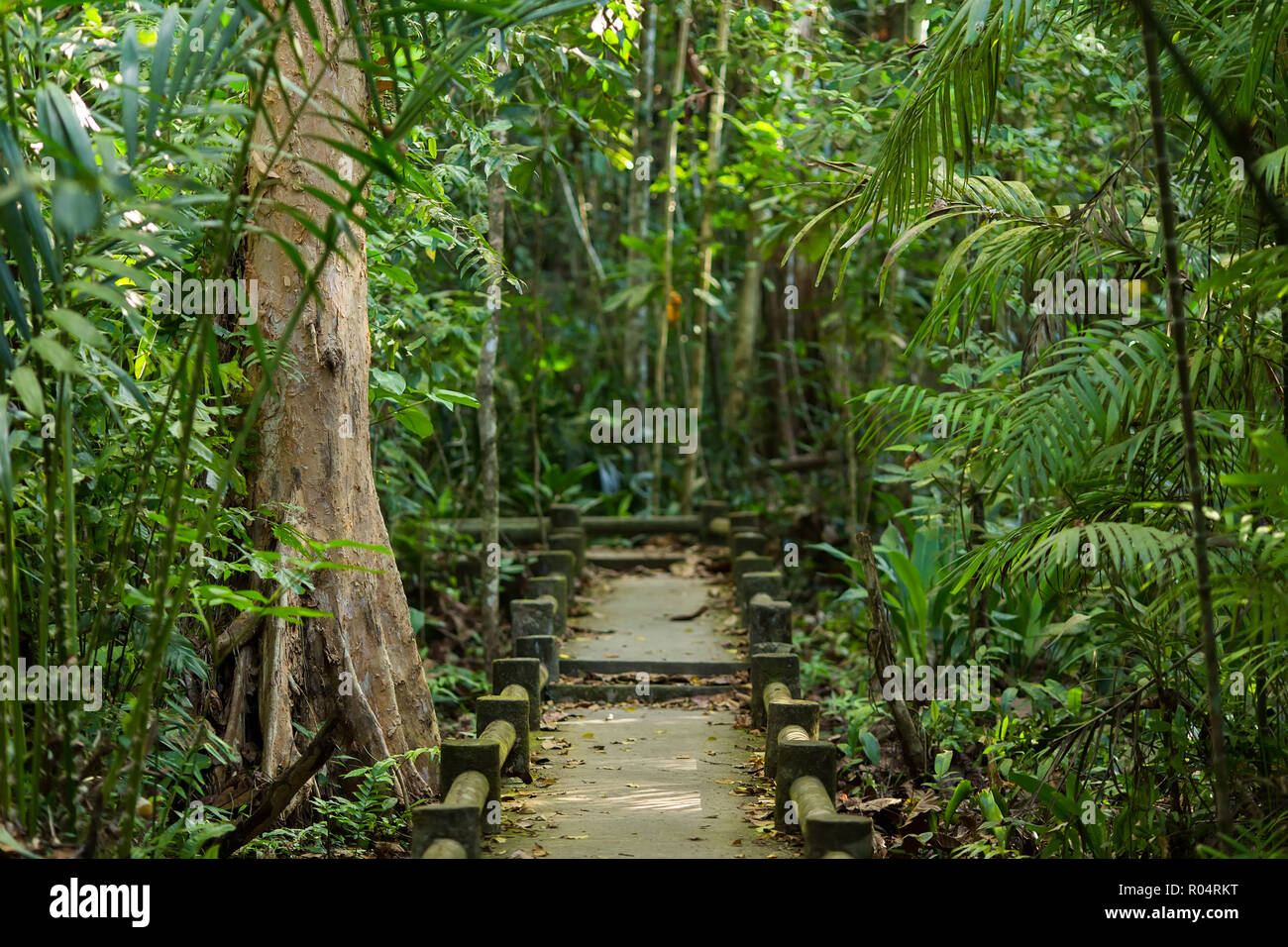Path in a tropical rainforest in Thailand Stock Photo - Alamy