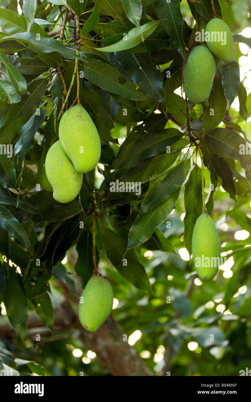Unripe mangoes fruits on tree Stock Photo Alamy