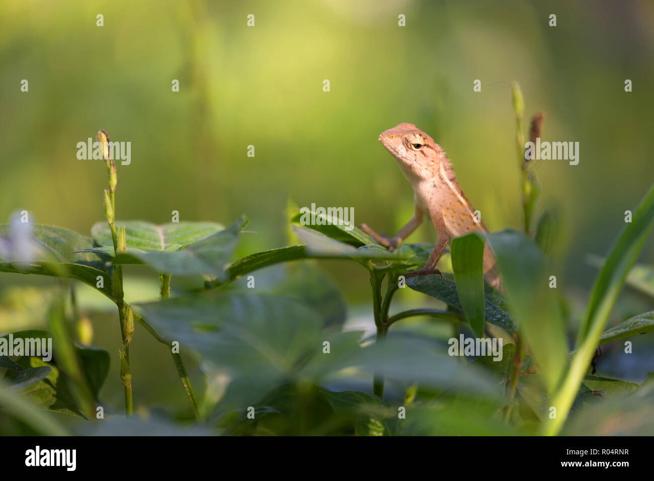 Changeable lizard on leaf, shallow depth of field, focus on the head Stock Photo