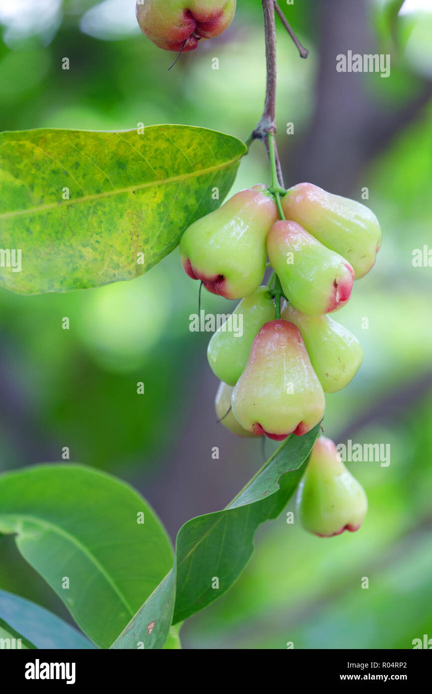 Unripe Malay rose apple fruits, aka Jambosa, hanging on the tree, Thailand Stock Photo