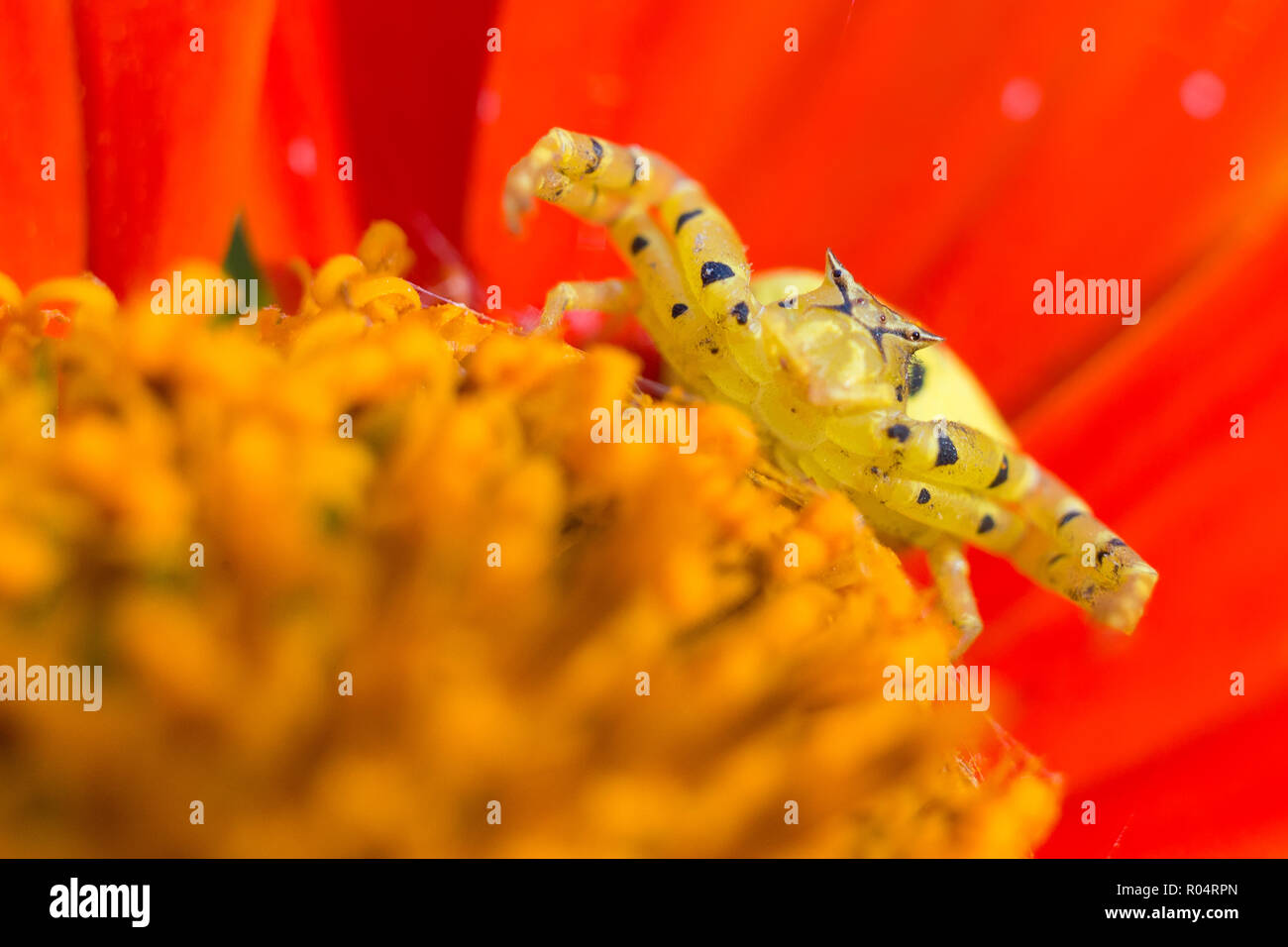 Strange crab spider in flower with an angry face expression Stock Photo