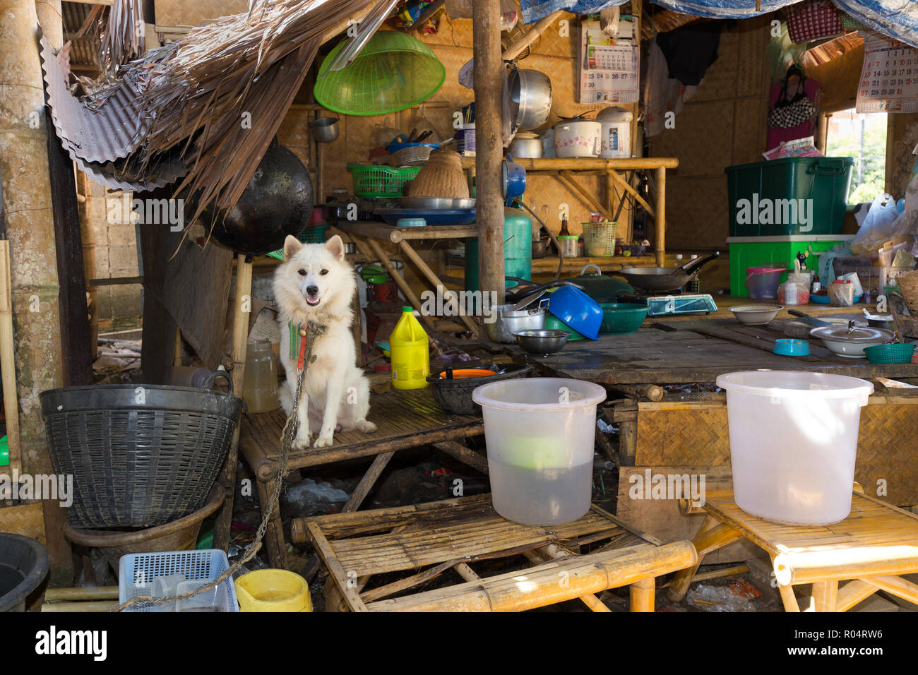 Dog in a traditional and messy Thai kitchen Stock Photo