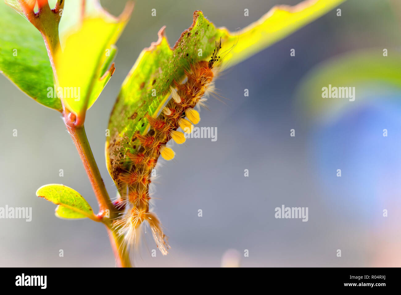 Orgyia species caterpillar standing on a bush Stock Photo