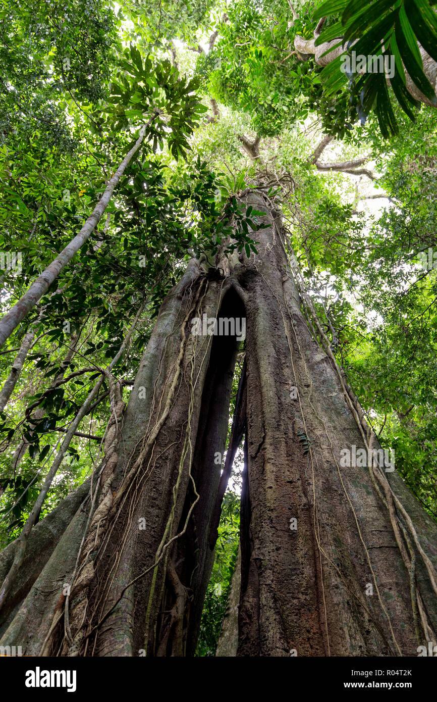 The huge 500 years old Banyan tree in the Ko Kood island forest, Thailand Stock Photo