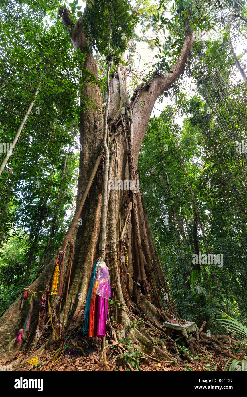 The huge 500 years old Banyan tree in the Ko Kood island forest, Thailand Stock Photo